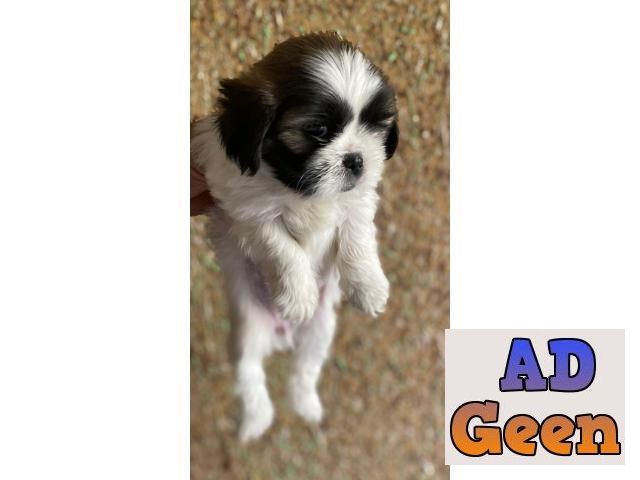 used Lhasa Apso Puppies in Jalandhar and Chandaigarh 7696938979 for sale 